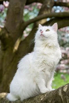 Close portrait of long haired white cat with heterochromia surrounded by bloo Stockfoto's