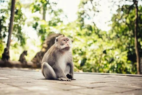 Close-up portrait of long tail monkey in natural habitat. Stock Photos