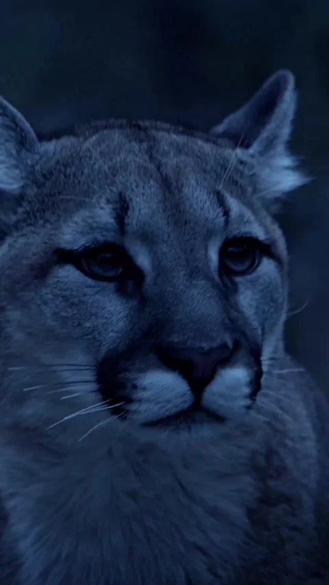 Close up portrait of a lynx Stock Footage 275173974