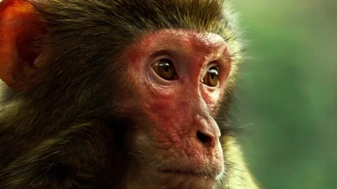 Close up portrait of a macaque monkey looking around in wild forest area. Stock Footage 341068072