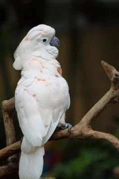 Close up portrait of macaw Stock Photos