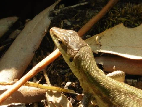 Close Up Portrait in Macro of a Common Lizard 스톡 사진