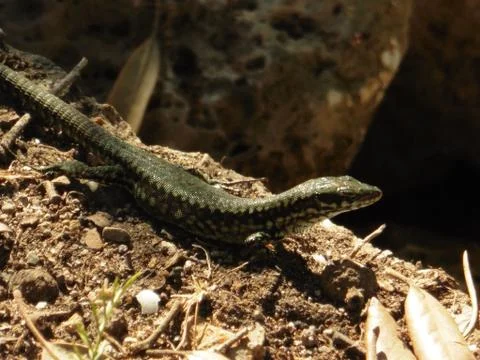 Close Up Portrait in Macro of a Common Lizard 스톡 사진