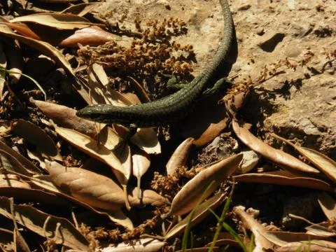 Close Up Portrait in Macro of a Common Lizard Stock Photos