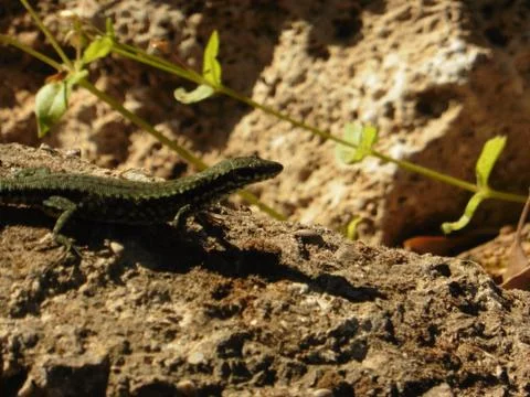 Close Up Portrait in Macro of a Common Lizard Stock Photos