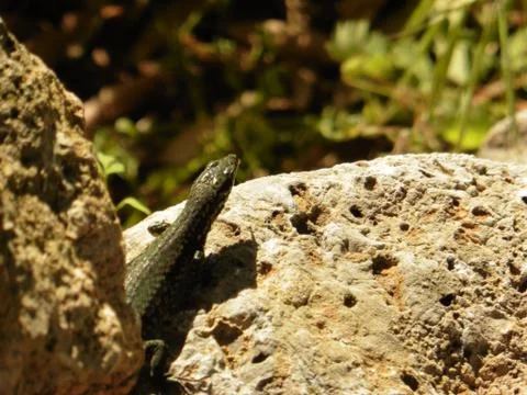 Close Up Portrait in Macro of a Common Lizard 스톡 사진