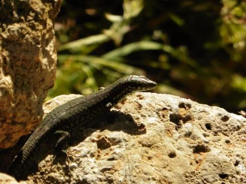 Close Up Portrait in Macro of a Common Lizard Stock Photos