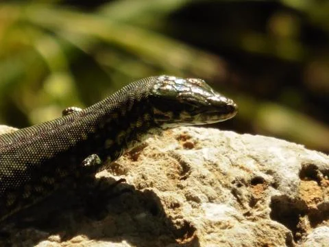 Close Up Portrait in Macro of a Common Lizard Stock Photos