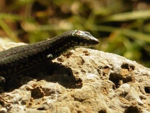 Close Up Portrait in Macro of a Common Lizard Stock Photos