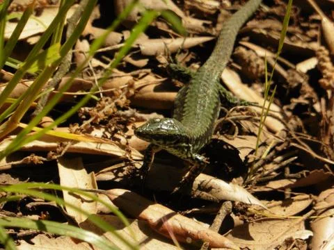 Close Up Portrait in Macro of a Common Lizard Stock Photos