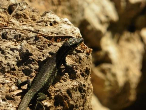Close Up Portrait in Macro of a Common Lizard Stock Photos