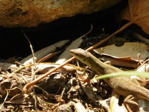 Close Up Portrait in Macro of a Common Lizard Stock Photos