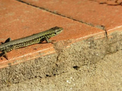 Close Up Portrait in Macro of a Common Lizard above a wall Stock Photos