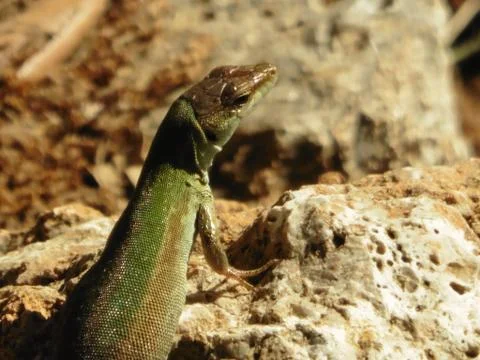 Close Up Portrait in Macro of a Common Lizard Stock Photos