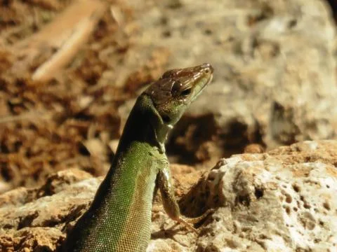 Close Up Portrait in Macro of a Common Lizard 스톡 사진