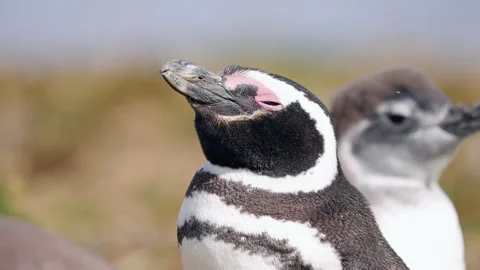 Close-up Portrait Of A Magellanic Penguin (Spheniscus magellanicus) On Isla Stock-Footage 330976830