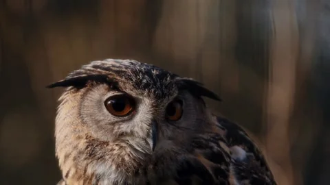 Close up portrait of a majestic Eurasian eagle owl taking flight Video stock 334107948