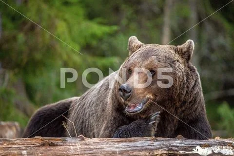 Close up portrait male of Brown bear in the summer forest at sunny day. Green Stock Photos