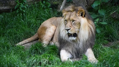 Close up portrait of male lion breathing | Stock Video | Pond5