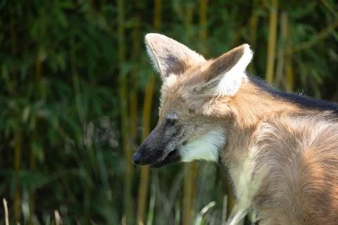 Close-up portrait of a maned wolf Stock Photos
