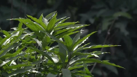 Close-Up Portrait of Mango Leaves in High-Quality 4K Video 動画素材 297250786