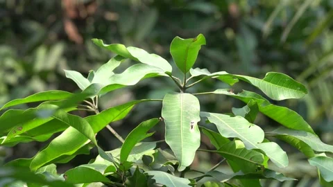 Close-Up Portrait of Mango Leaves in High-Quality 4K Video Stock Footage 297372195