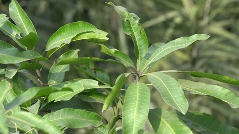 Close-Up Portrait of Mango Leaves in High-Quality 4K Video Stock Footage 297372289