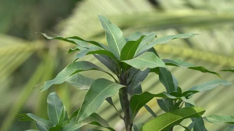 Close-Up Portrait of Mango Leaves in High-Quality 4K Video Stock Footage 297372324