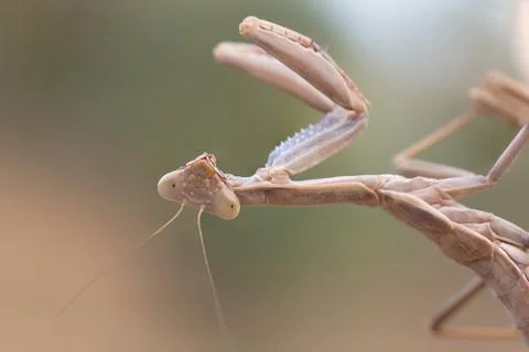 A close-up portrait of a mantis Stock Photos
