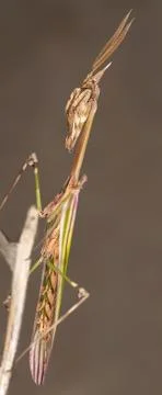 A close-up portrait of a mantis Stock Photos