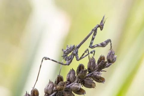 A close-up portrait of a mantis Stock Photos