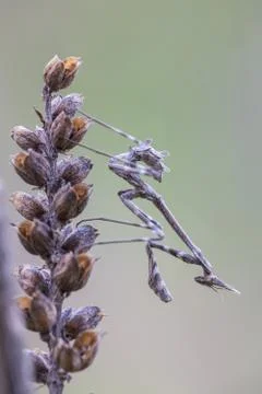A close-up portrait of a mantis Stock Photos