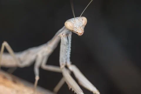 A close-up portrait of a mantis Stock-Fotos