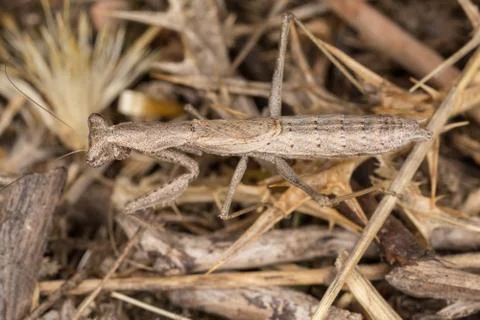 A close-up portrait of a mantis 写真素材