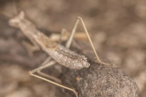 A close-up portrait of a mantis Foto stock