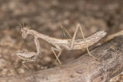 A close-up portrait of a mantis 写真素材