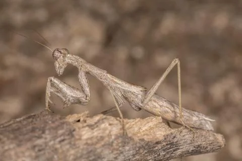 A close-up portrait of a mantis Stock Photos