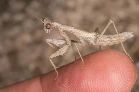 A close-up portrait of a mantis Stock Photos