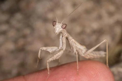 A close-up portrait of a mantis Stock Photos