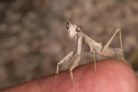 A close-up portrait of a mantis Stock Photos