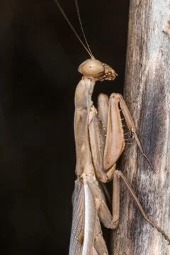 A close-up portrait of a mantis Stock Photos