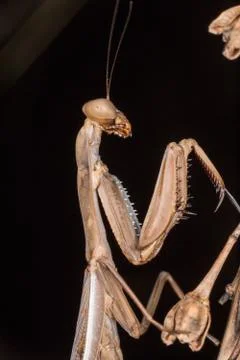 A close-up portrait of a mantis Stock Photos
