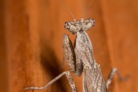 A close-up portrait of a mantis Stock Photos