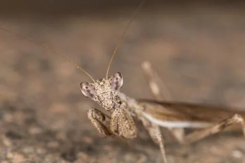 A close-up portrait of a mantis 写真素材