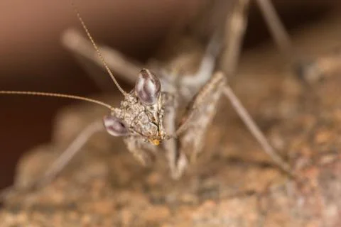 A close-up portrait of a mantis Stock Photos