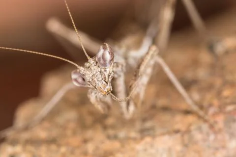 A close-up portrait of a mantis Stock Photos