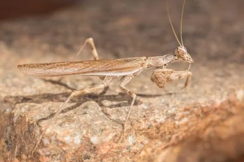A close-up portrait of a mantis Stock-Fotos
