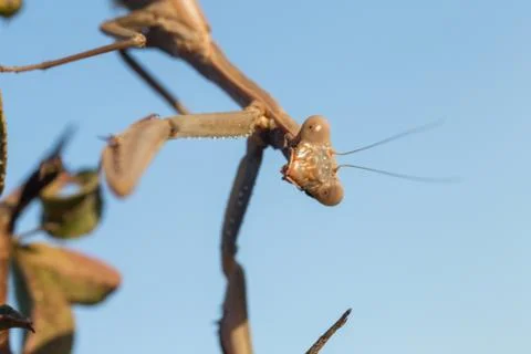A close-up portrait of a mantis Stock Photos