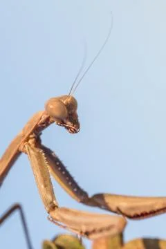 A close-up portrait of a mantis Stock Photos