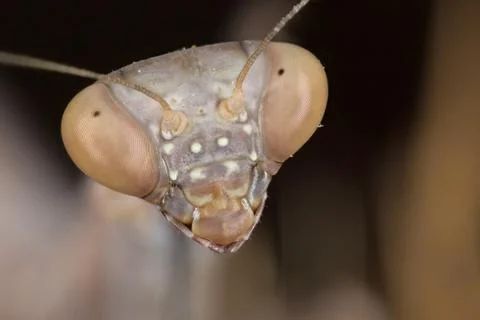 A close-up portrait of a mantis Stock Photos